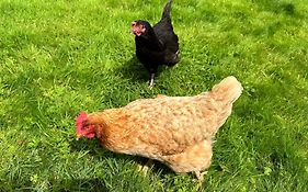 The Hen House